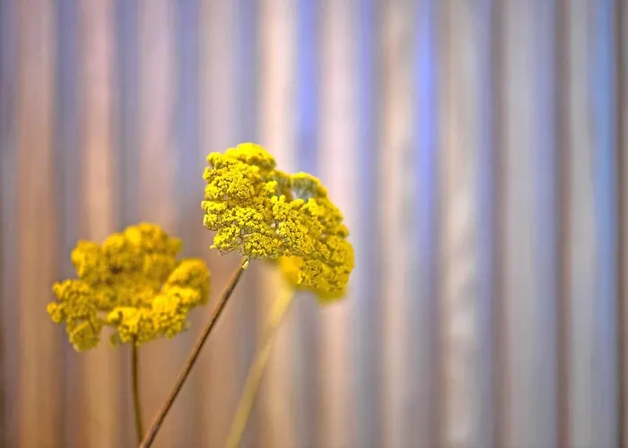 My Story - Santa Catarina Apartment